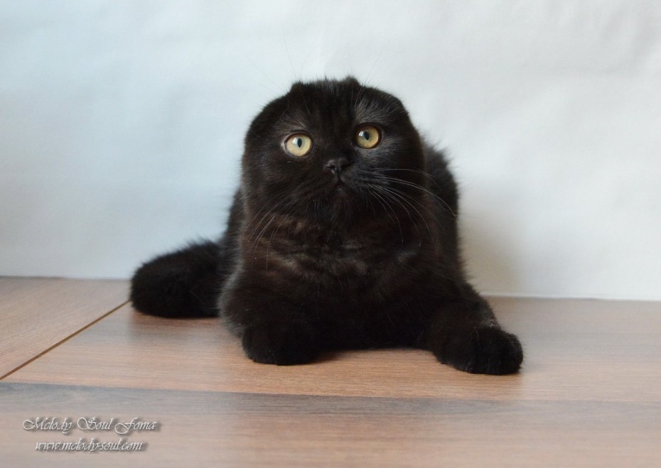 Шотландская вислоухая кошка черная котенок