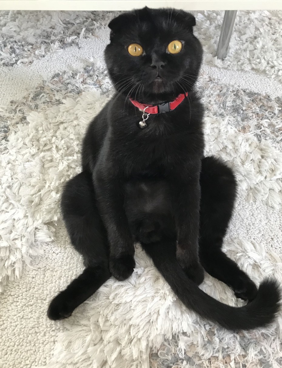 Шотландский вислоухий кот черный