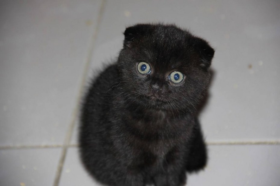 Скоттиш фолд котята черные