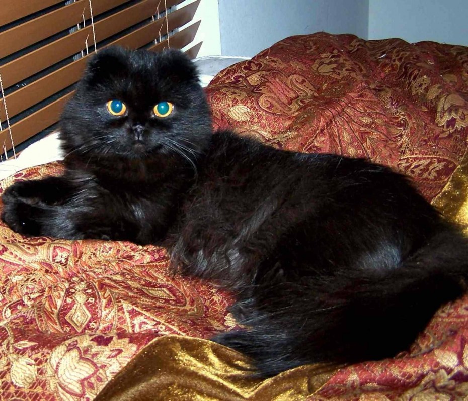 Шотландский скоттиш страйт черный