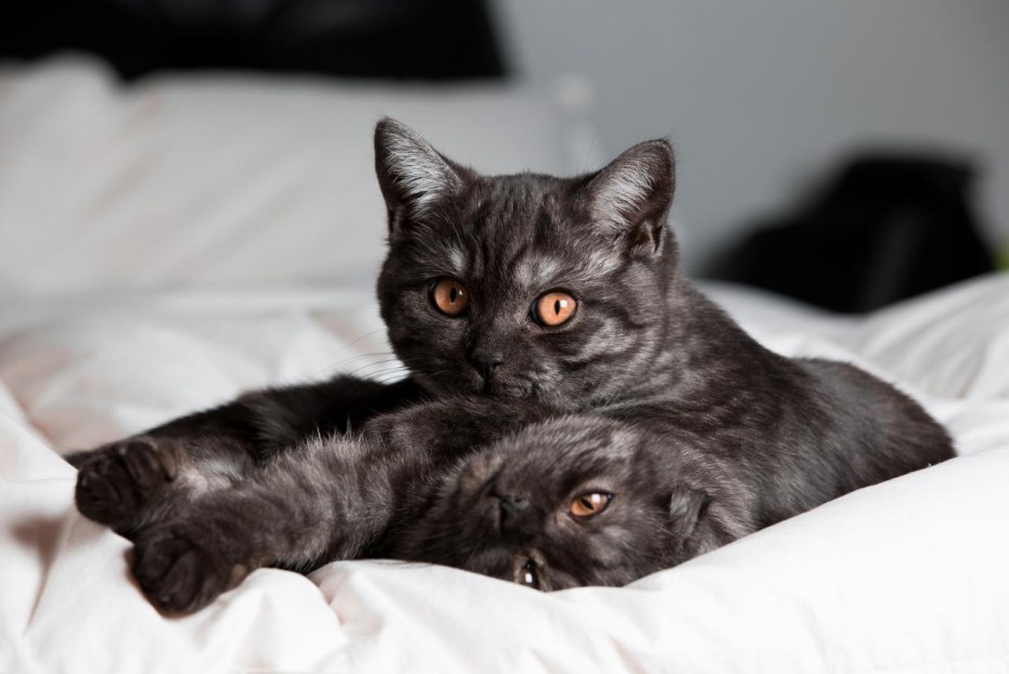Чёрный шотландский котёнок прямоухий