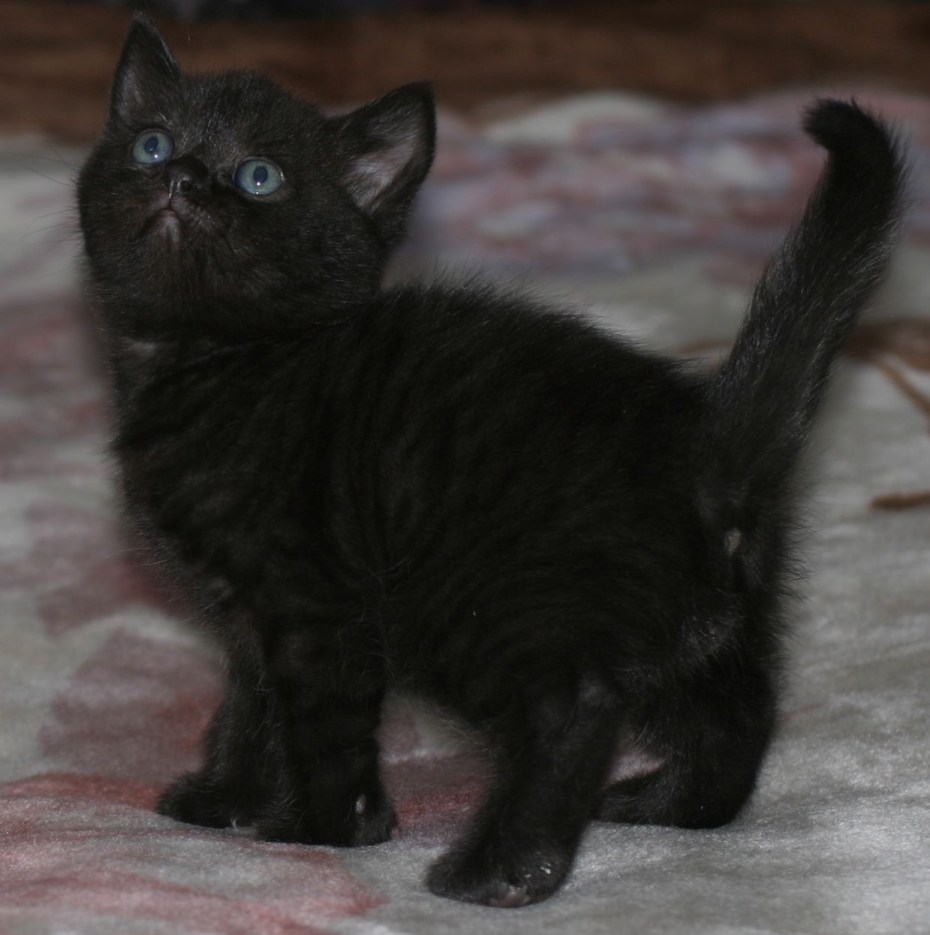 Шотландская кошка прямоухая черная