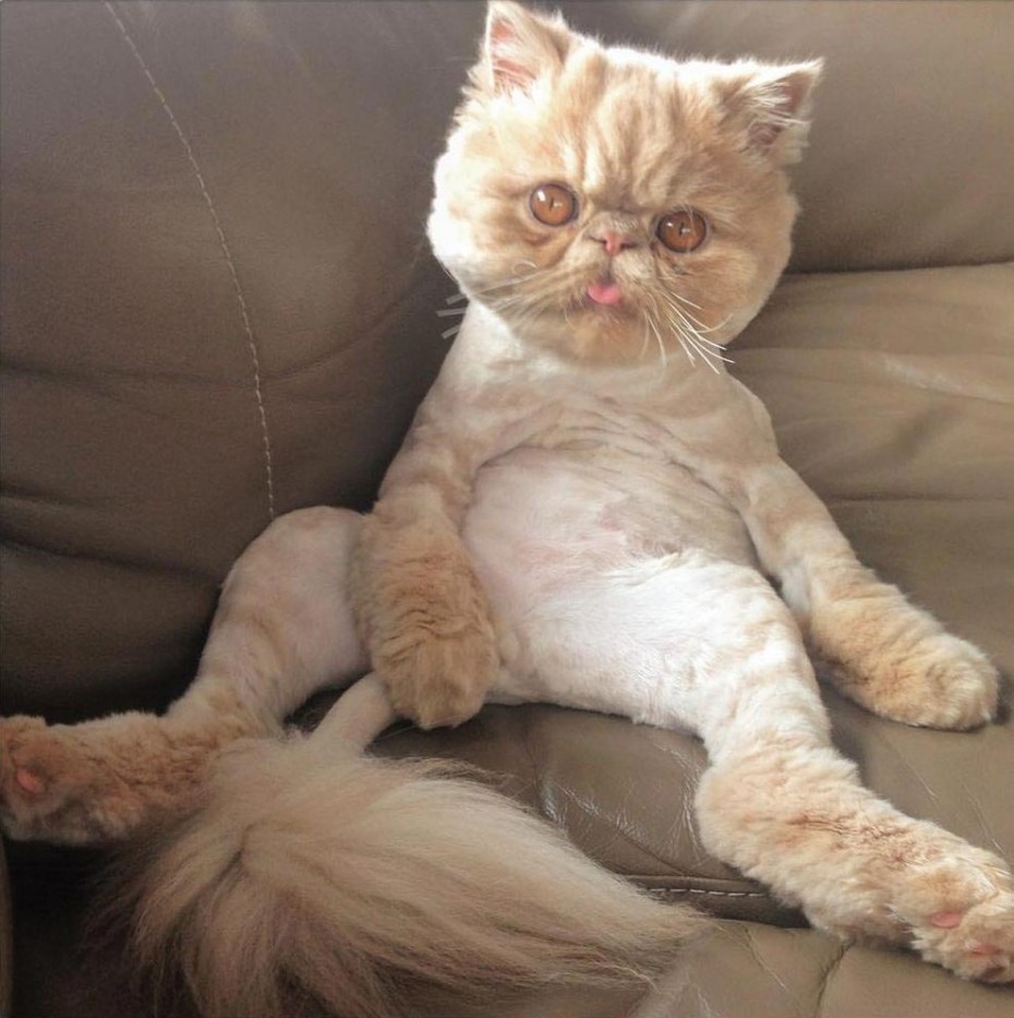 Стрижка Персидского кота