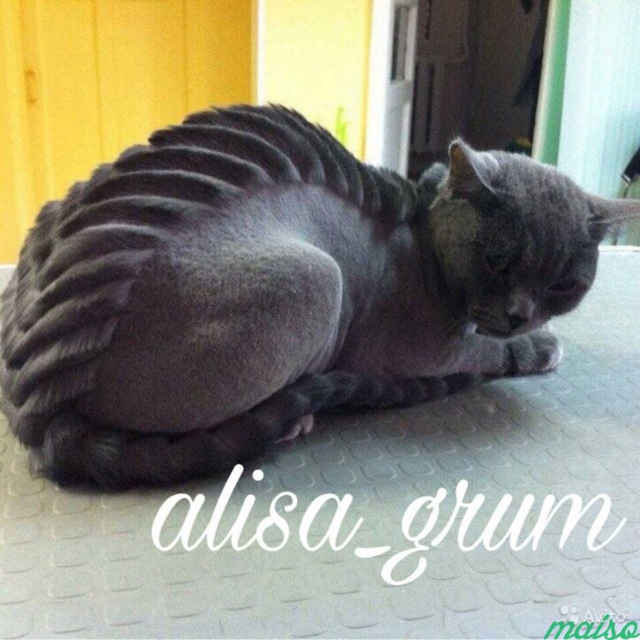 Стрижка кота под дракона