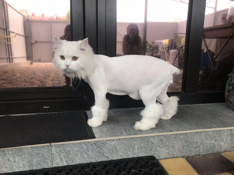 Стрижка белого кота