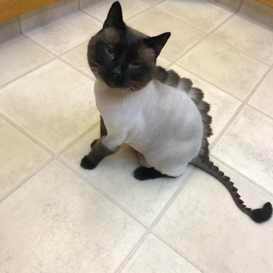 Стрижка сиамского кота