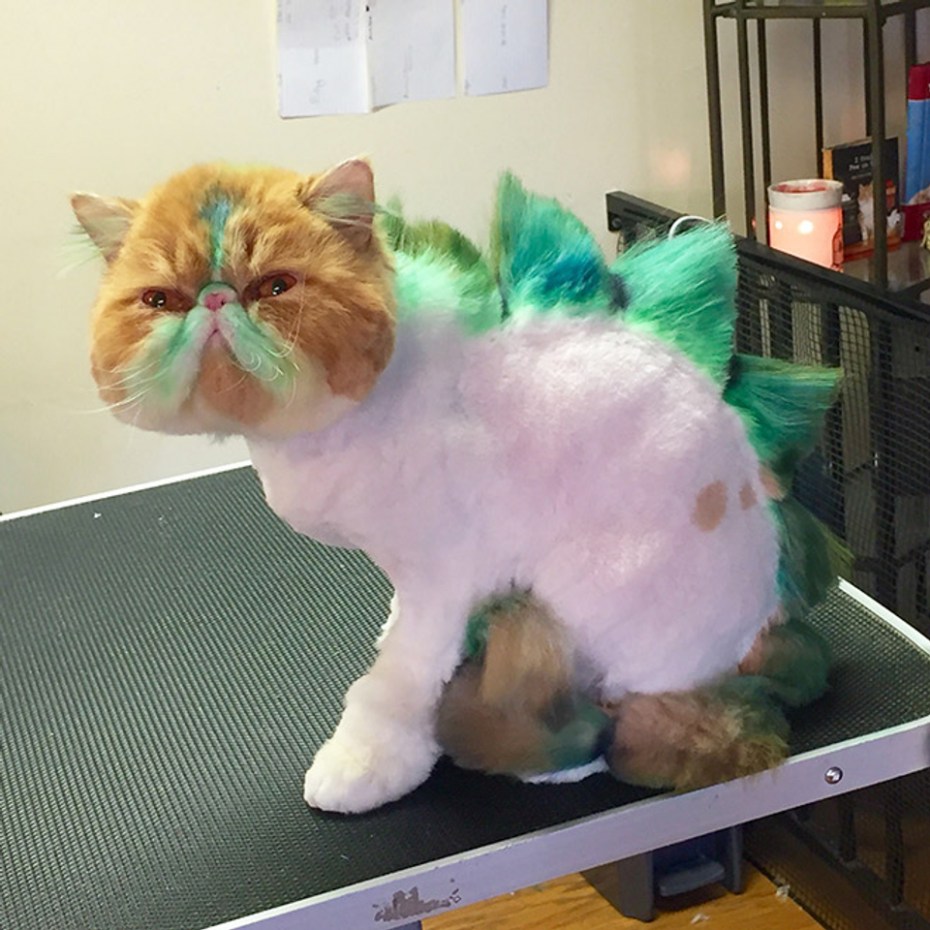 Креативная стрижка кота