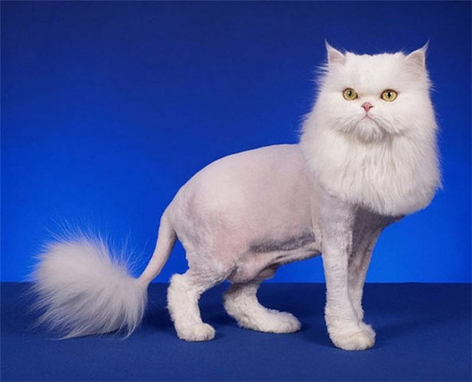 Стрижка персидских кошек