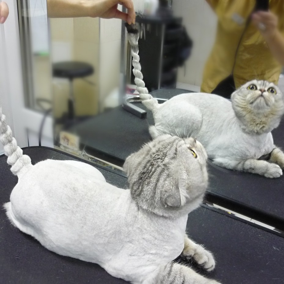Стрижка шотландских кошек