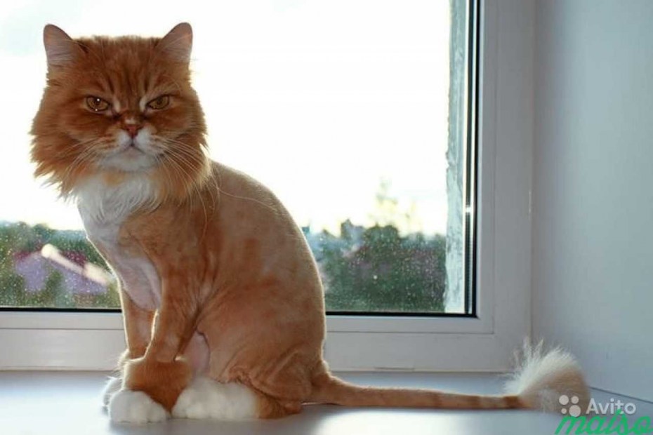 Стрижка кошек