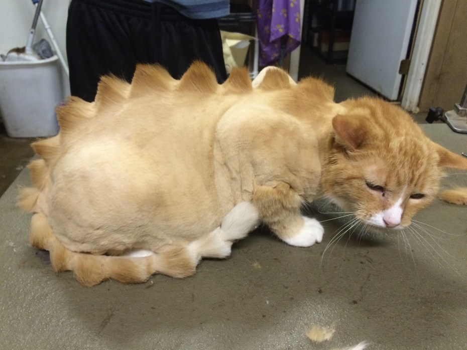 Кошка динозавр стрижка