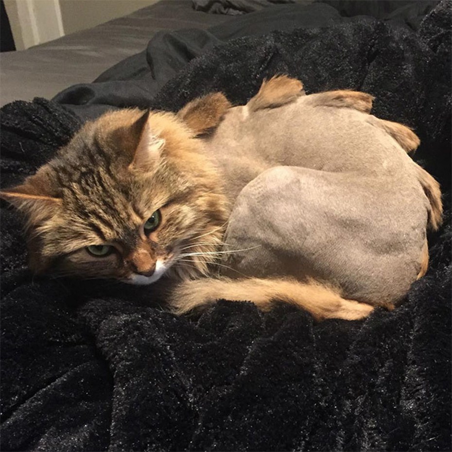 Коты подстриженные под динозавра