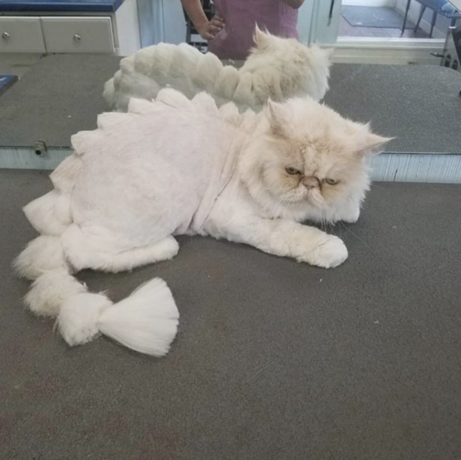 Стриженный персидский кот