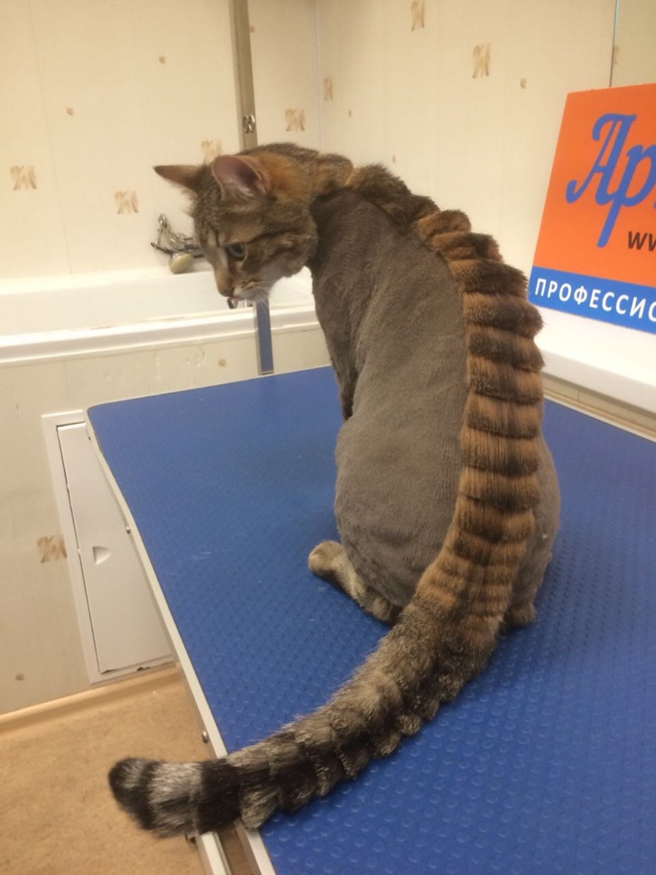 Кот дракон стрижка