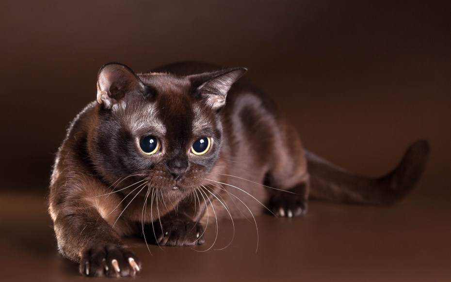 Бурманская кошка