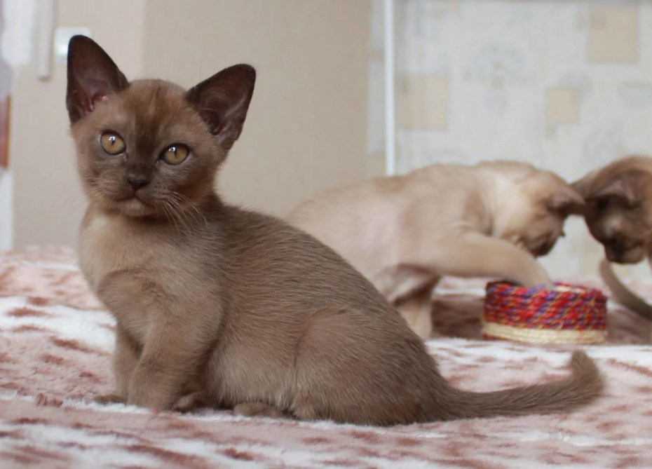 Бурманская кошка котята