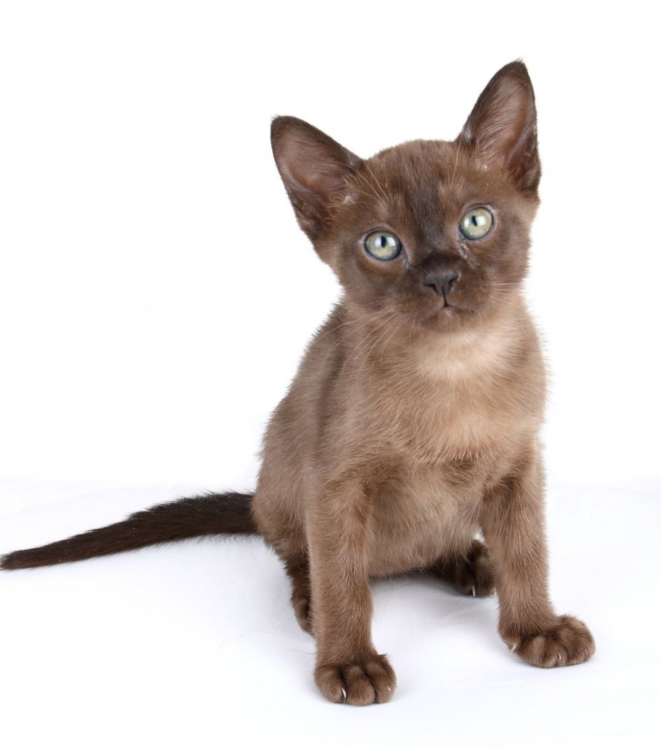Бурманская кошка котята