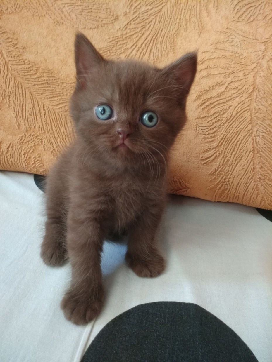 Британский кот шоколадный