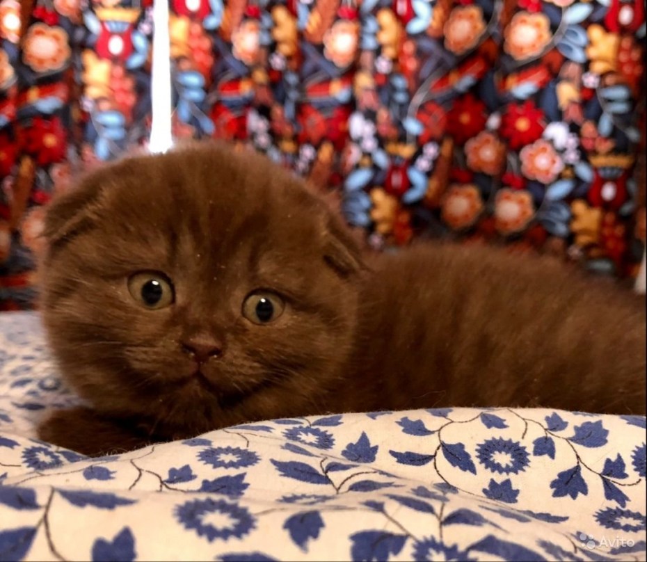 Шотландский прямоухий котенок циннамон