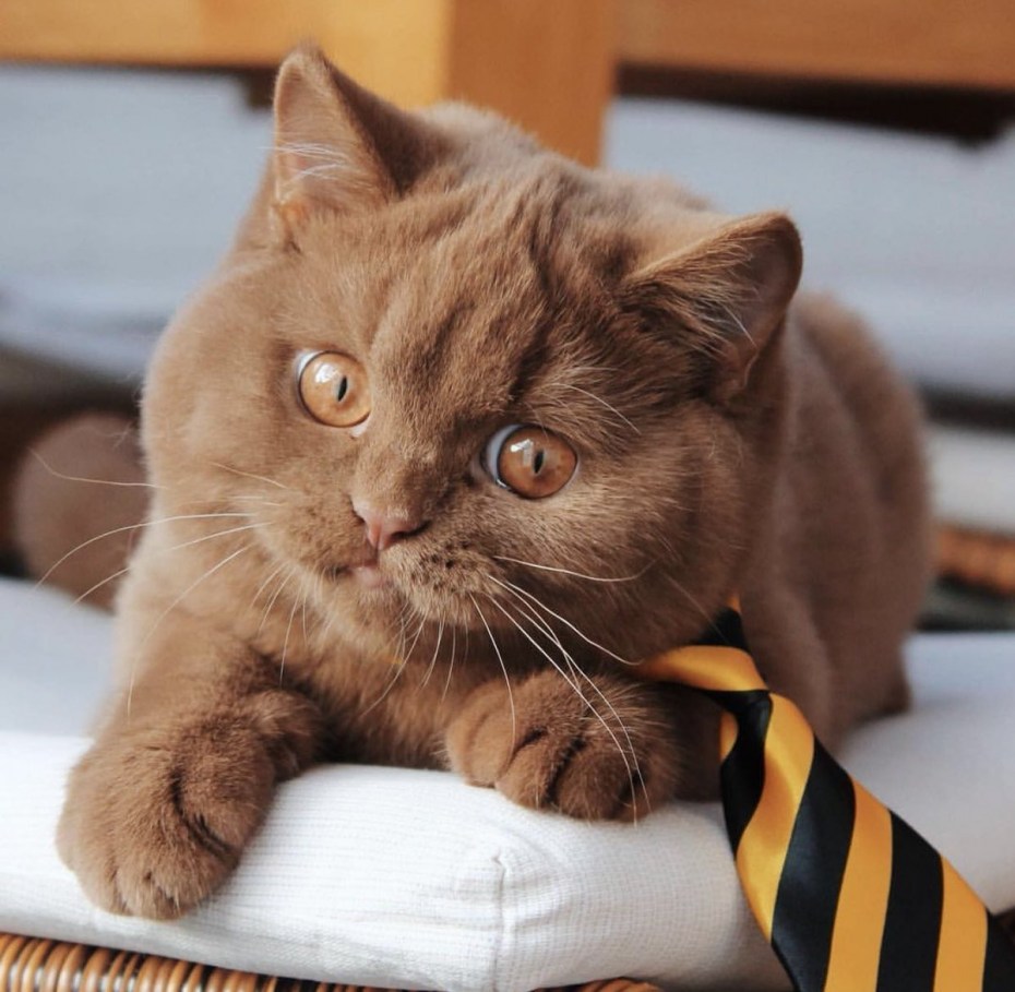 Шотландский скоттиш циннамон