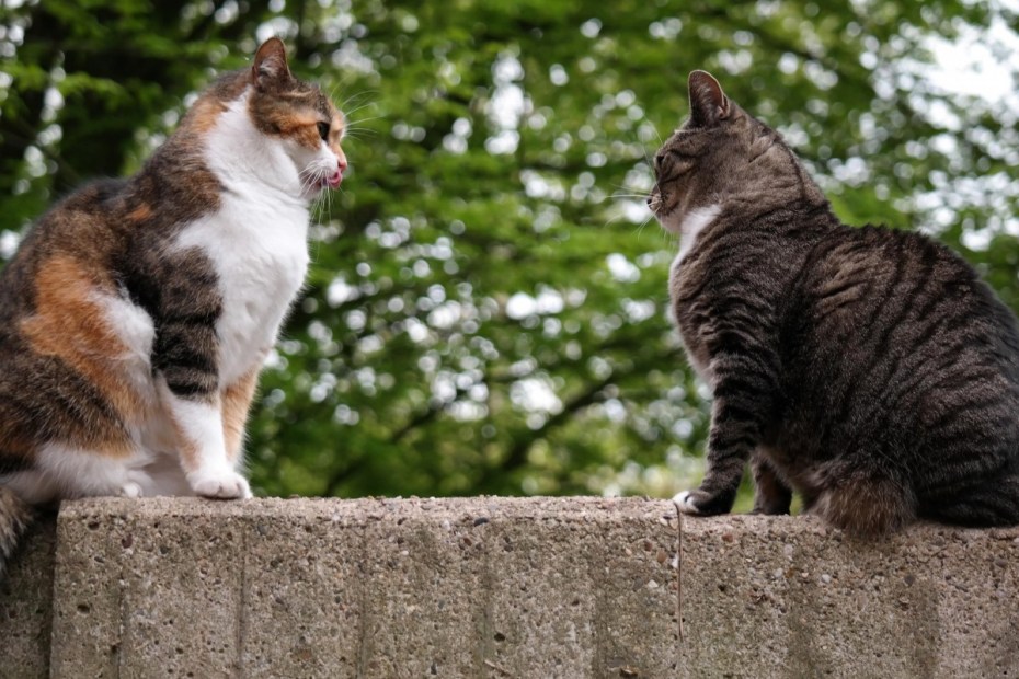 Коты метят территорию