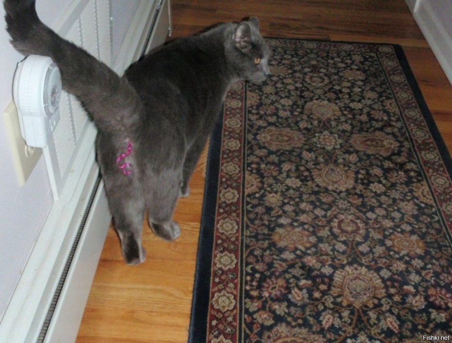 Коты pee