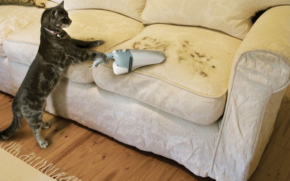 Кошки дерутся