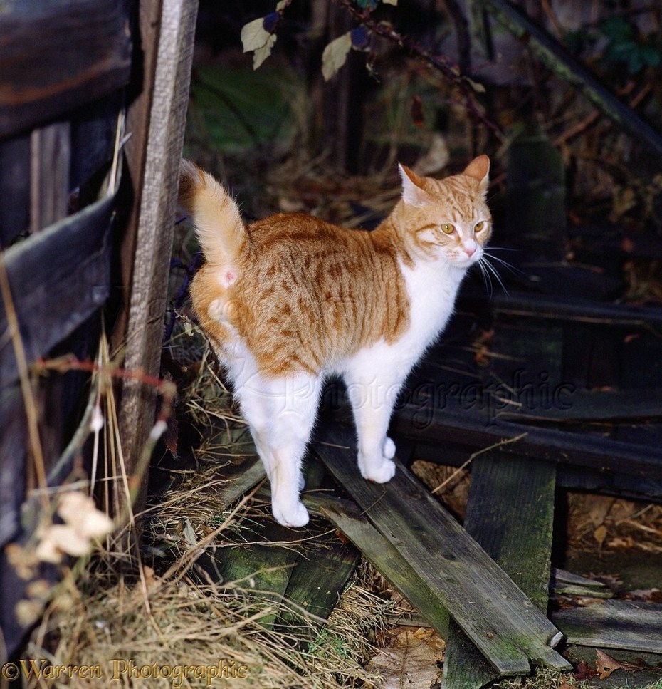Коты метят