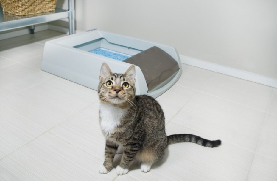 Лоток для кошек