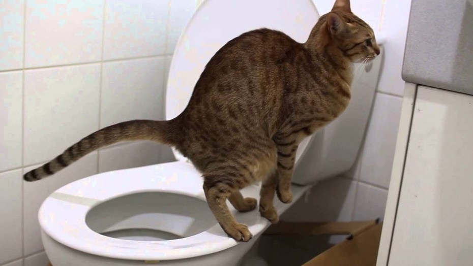 Кот дерет диван