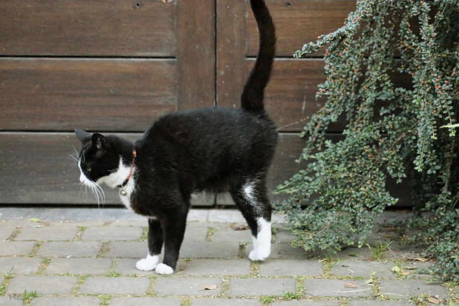 Кот метит