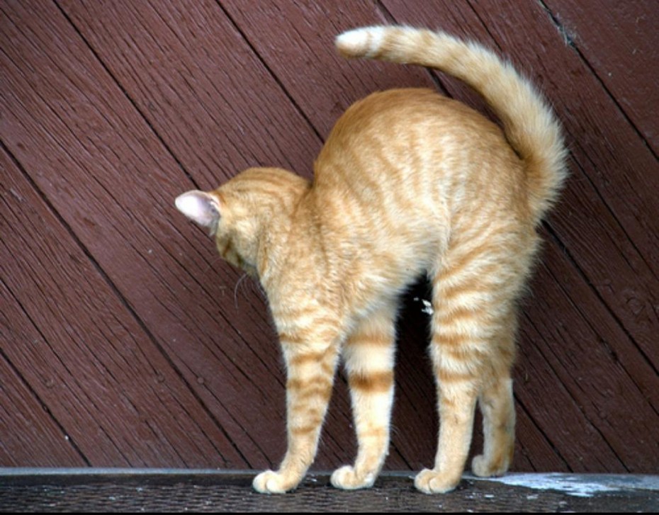 Черные котики на заборе
