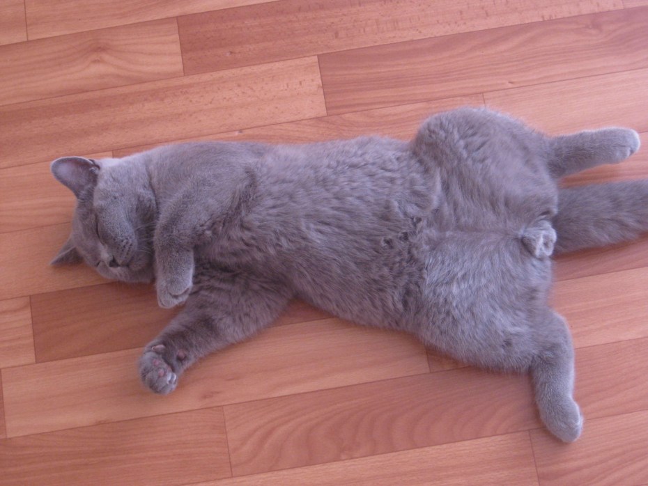 Британский кот сзади