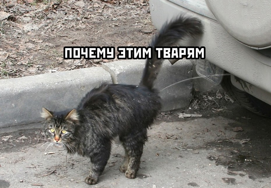Коты метят территорию