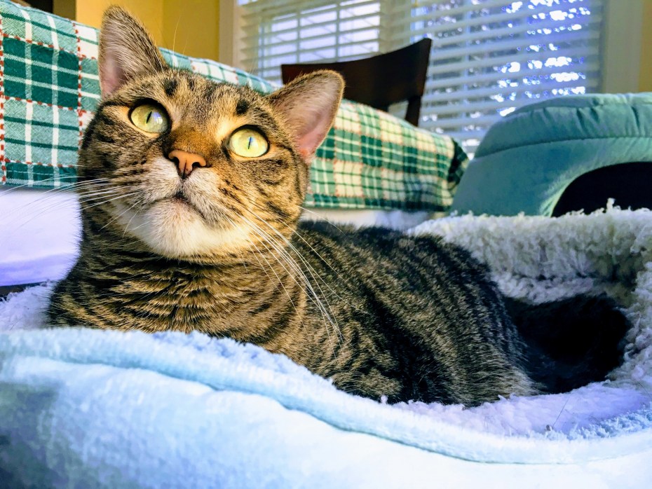 Кошка точит