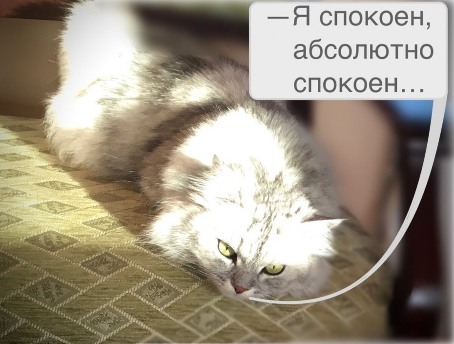 Кот метил