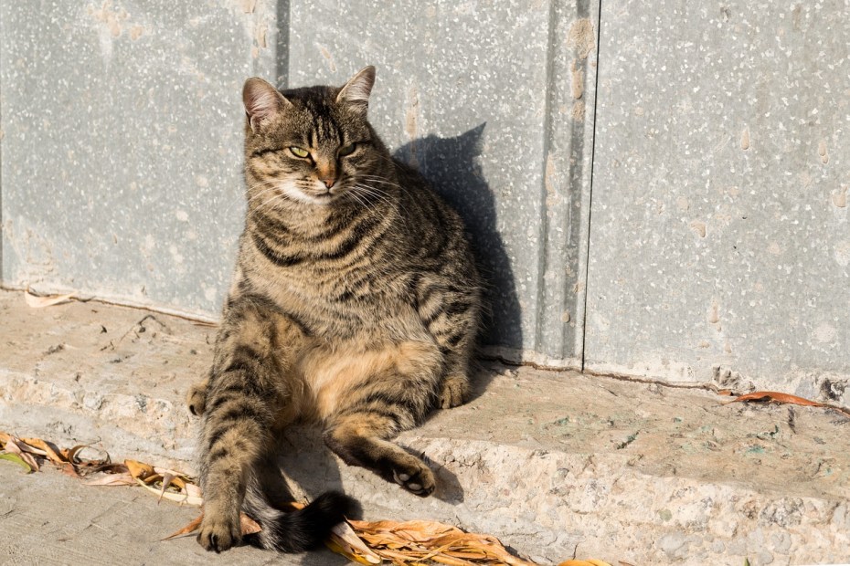 Кошка ходит на унитаз