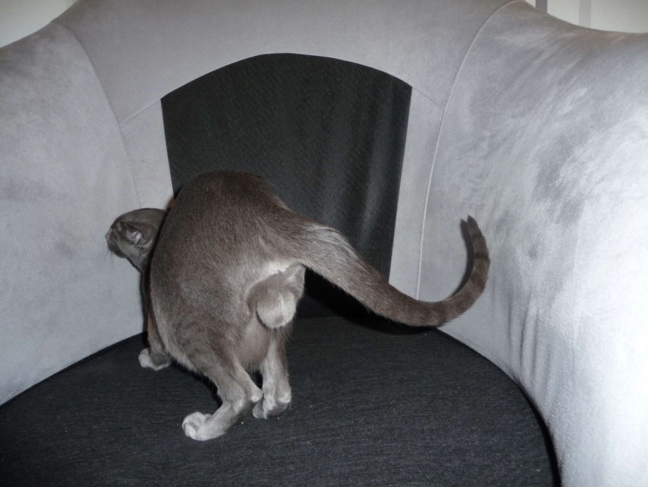 Orange tabby