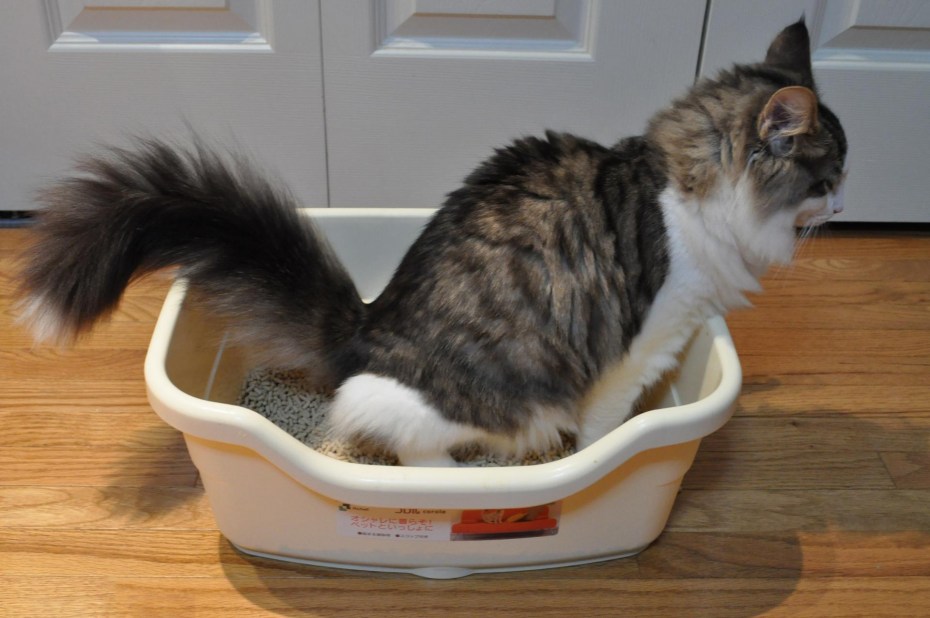 Коты бегают по квартире