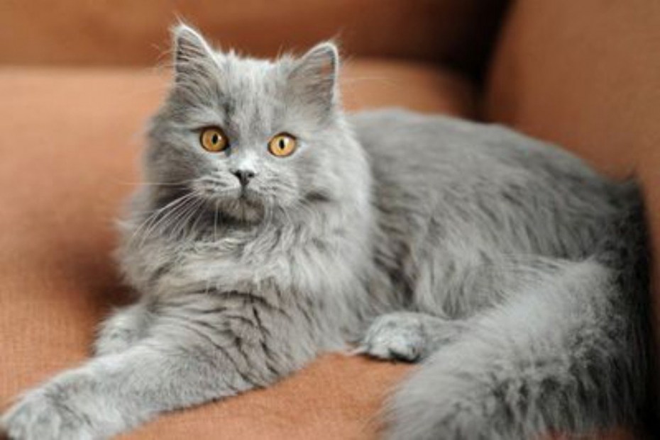 Скоттиш фолд длинношерстный