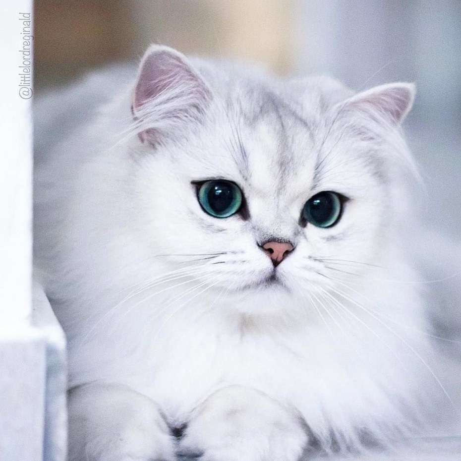 Шотландская вислоухая кошка длинношерстная