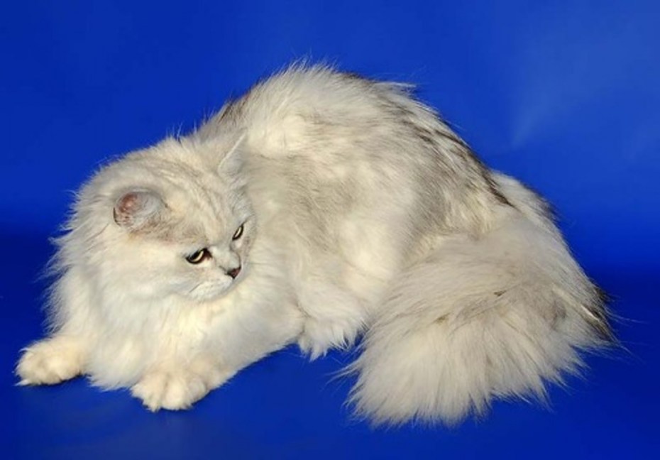 Бурмилла длинношерстная