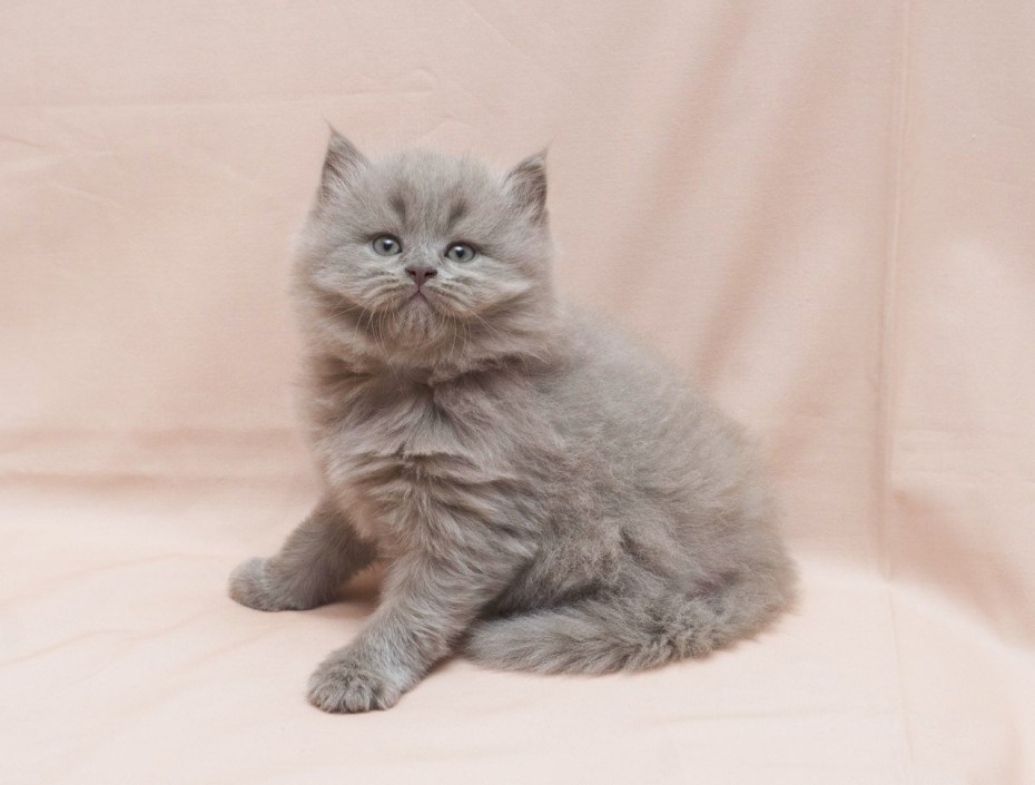 Британская длинношерстная кошка котенок