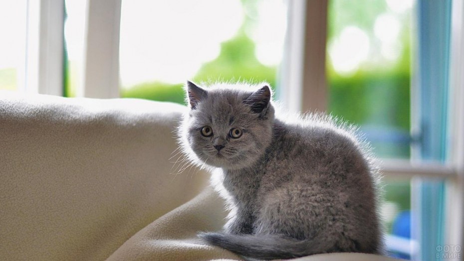 Длинношерстный персидский кот чёрный