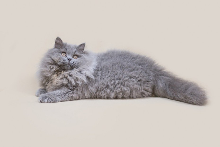 Британские лохматые коты