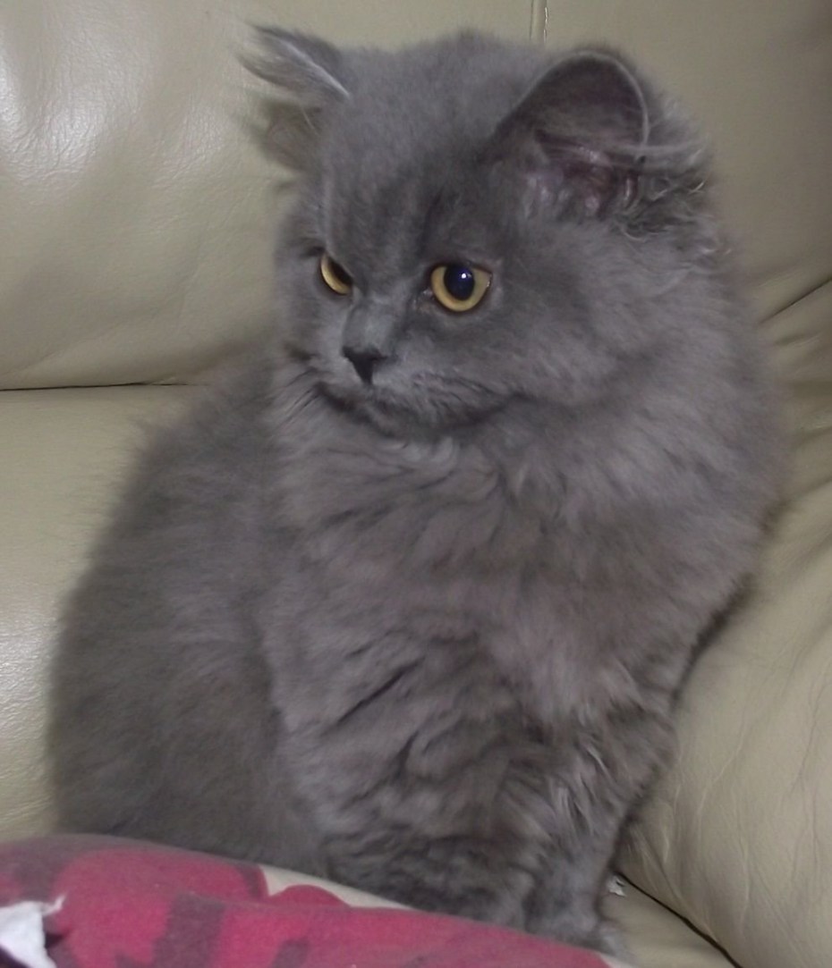 Британский длинношерстный кот