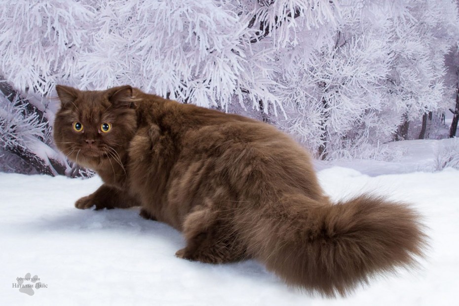 Британская длинношёрстная кошка