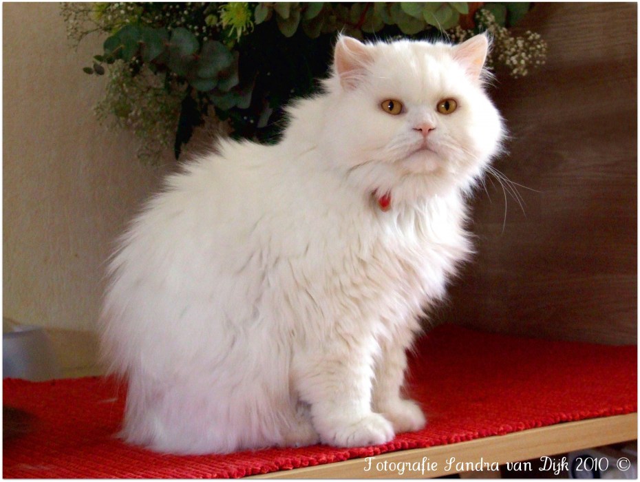 Британский длинношерстный кот