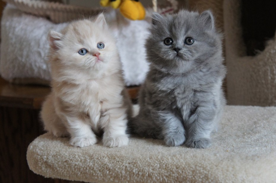 Британский длинношерстный кот дымчатый