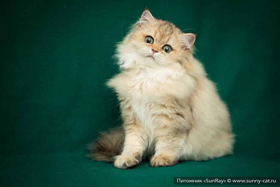 Котенок британский длинношерстный короткошерский